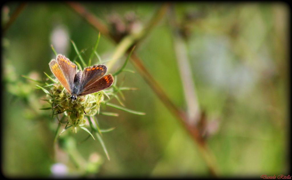 Polyommatus icarus femmina???